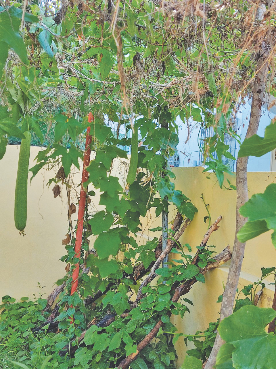 Vườn rau Việt ở Cuba