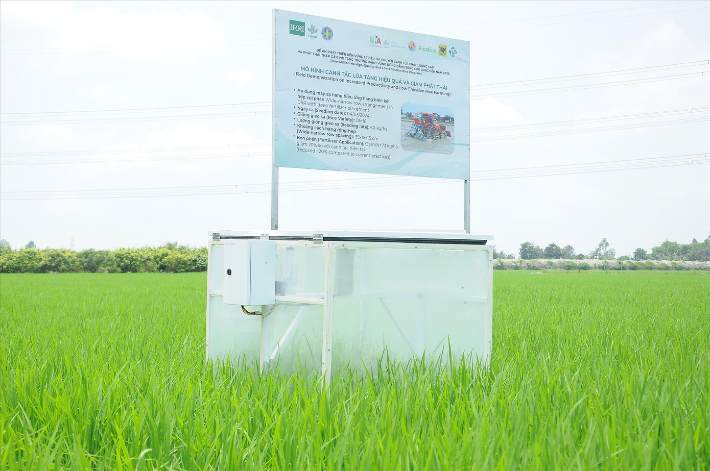 Mô hình canh tác lúa giảm phát thải tại quận Thốt Nốt, TP Cần ThơẢNH: CẢNH KỲ