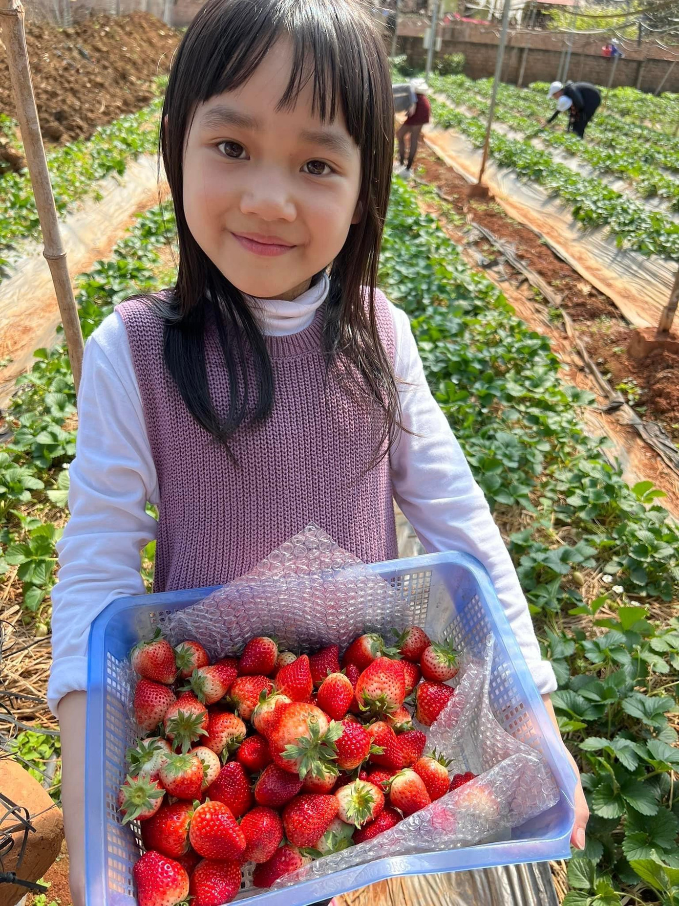 Trong lần thứ 2 trở lại Mộc Châu, bé Sóc nhà chị Gấm đã được trải nghiệm việc hái dâu tây tại vườn