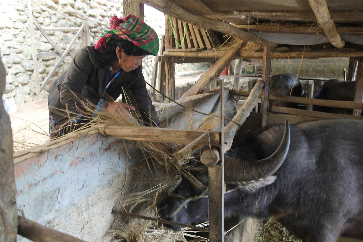 Bà con nuôi nhốt trâu, bò trong chuồng khi thời tiết rét đậm, rét hại Bà con nuôi nhốt trâu, bò trong chuồng khi thời tiết rét đậm, rét hại