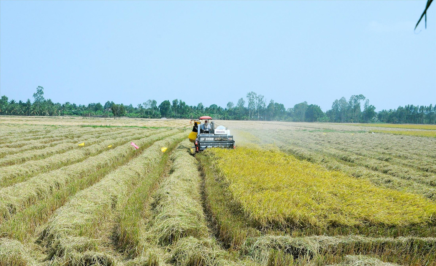 Thu hoạch lúa ở Hậu Giang ẢNH: CẢNH KỲ Thu hoạch lúa ở Hậu Giang ẢNH: CẢNH KỲ