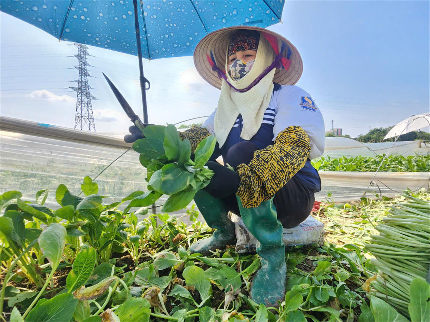 Nông dân thuê đất sản xuất nông nghiệp tại huyện Đan Phượng Nông dân thuê đất sản xuất nông nghiệp tại huyện Đan Phượng