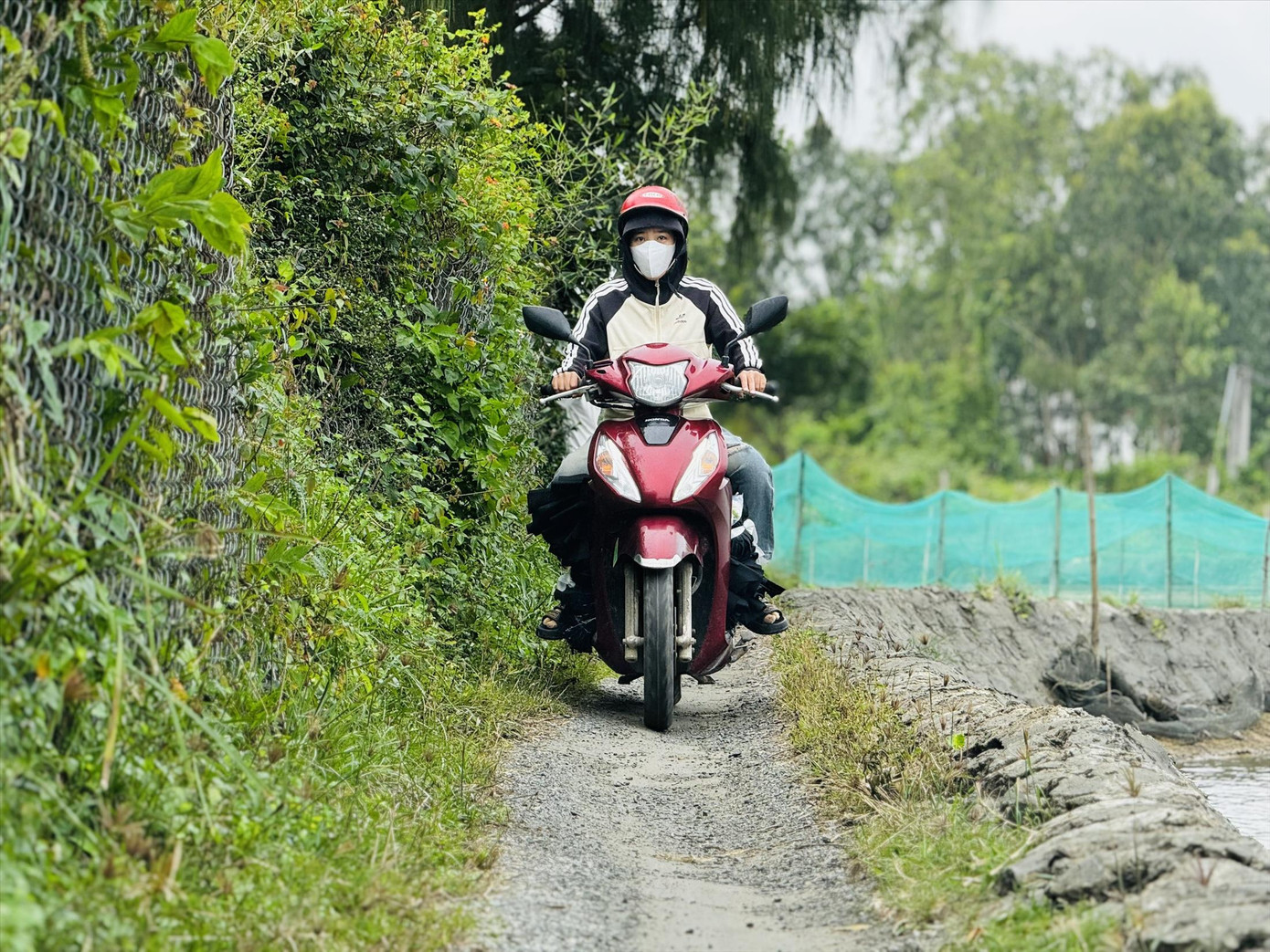 Từ trước đến nay, bờ hồ tôm là lối đi “duy nhất” của 105 nhân khẩu KDC Gò Tây (xã Tịnh Hòa, thành phố Quảng Ngãi)Ảnh: Nguyễn Ngọc