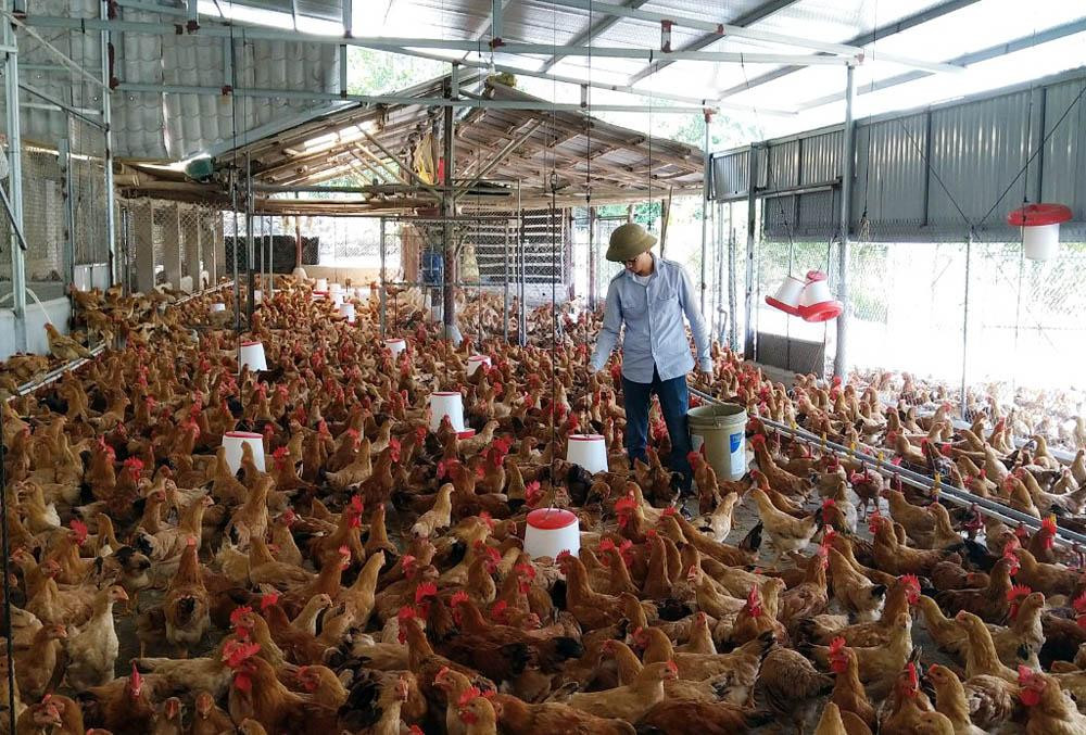 Quy mô trang trại gà Tiên Yên của chàng kỹ sư CNTT Nguyễn Việt Phương hiện có 5 nghìn con