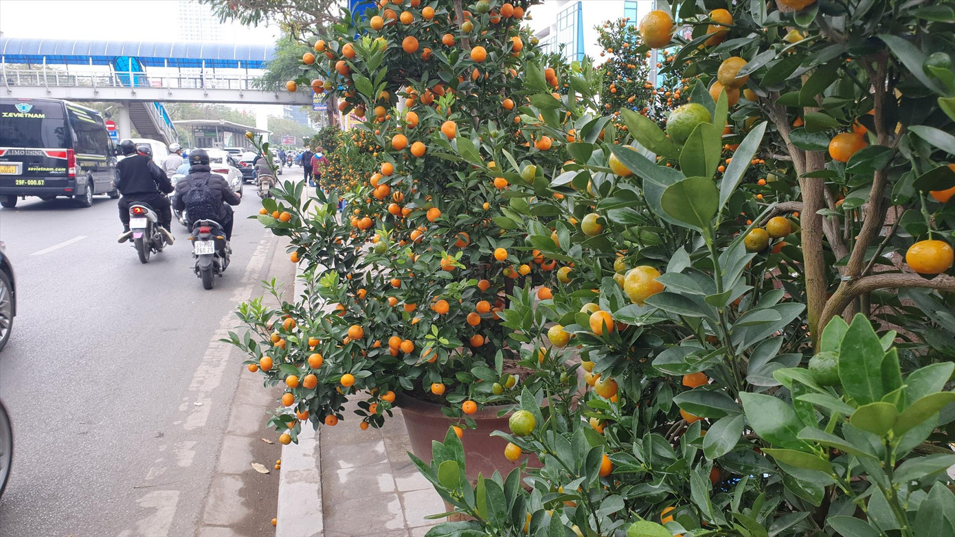 Vỉa hè nhiều tuyến phố được vẽ vạch, chia ô để cho thuê bán hoa, cây cảnh Vỉa hè nhiều tuyến phố được vẽ vạch, chia ô để cho thuê bán hoa, cây cảnh