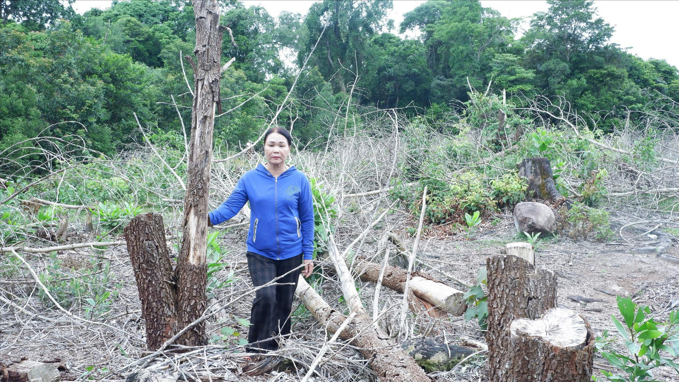 Hơn 10ha keo trồng của người dân thuộc huyện Đông Giang (Quảng Nam) đã bị lực lượng chức năng chặt bỏ Ảnh: Nguyễn Thành Hơn 10ha keo trồng của người dân thuộc huyện Đông Giang (Quảng Nam) đã bị lực lượng chức năng chặt bỏ Ảnh: Nguyễn Thành