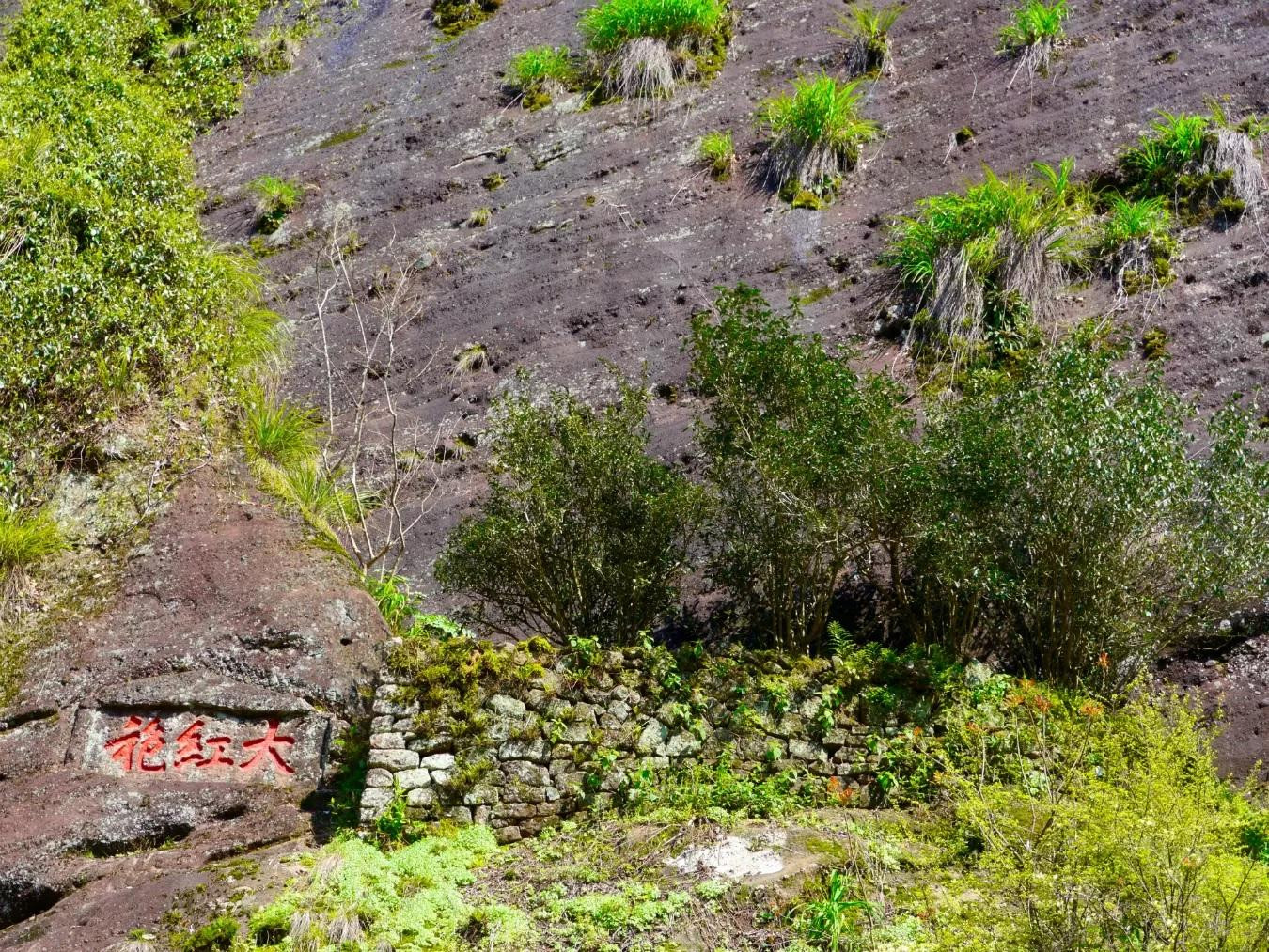 Cây trà mẹ Đại hồng bào (bìa phải) mọc ở Cửu Long Cốc trên núi Vũ Di ở Trung Quốc. Ảnh: Montecristo