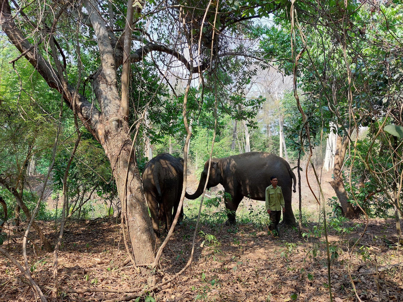 Voi Y Khun và Bun Khăm thường xuyên kiểm tra sức khỏe cho nhau Voi Y Khun và Bun Khăm thường xuyên kiểm tra sức khỏe cho nhau