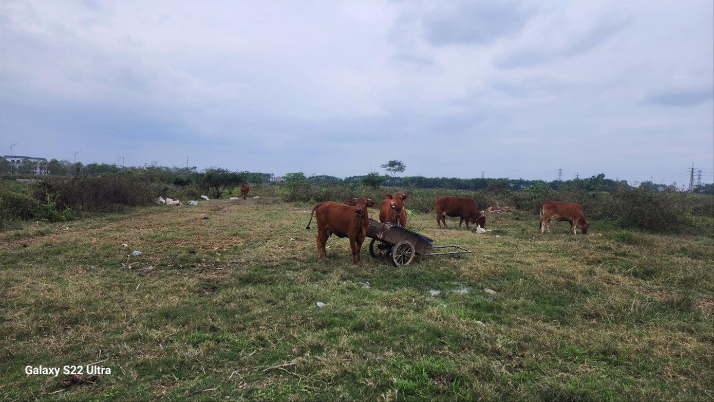 Dự án Khu đô thị Làng hoa Tiền Phong hiện vẫn là bãi đất trống được người dân tận dụng chăn thả gia súc.