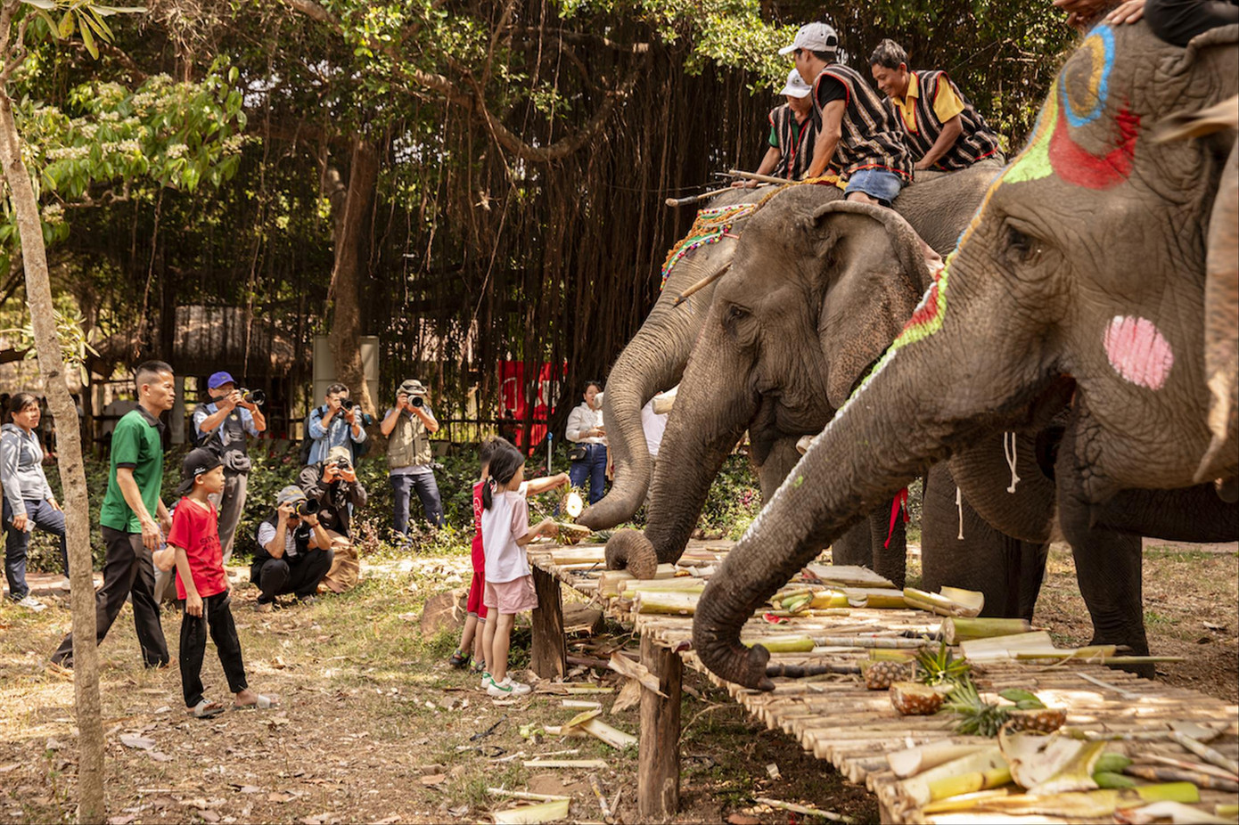 Du khách trải nghiệm chụp hình với voi, voi ăn buffet Du khách trải nghiệm chụp hình với voi, voi ăn buffet