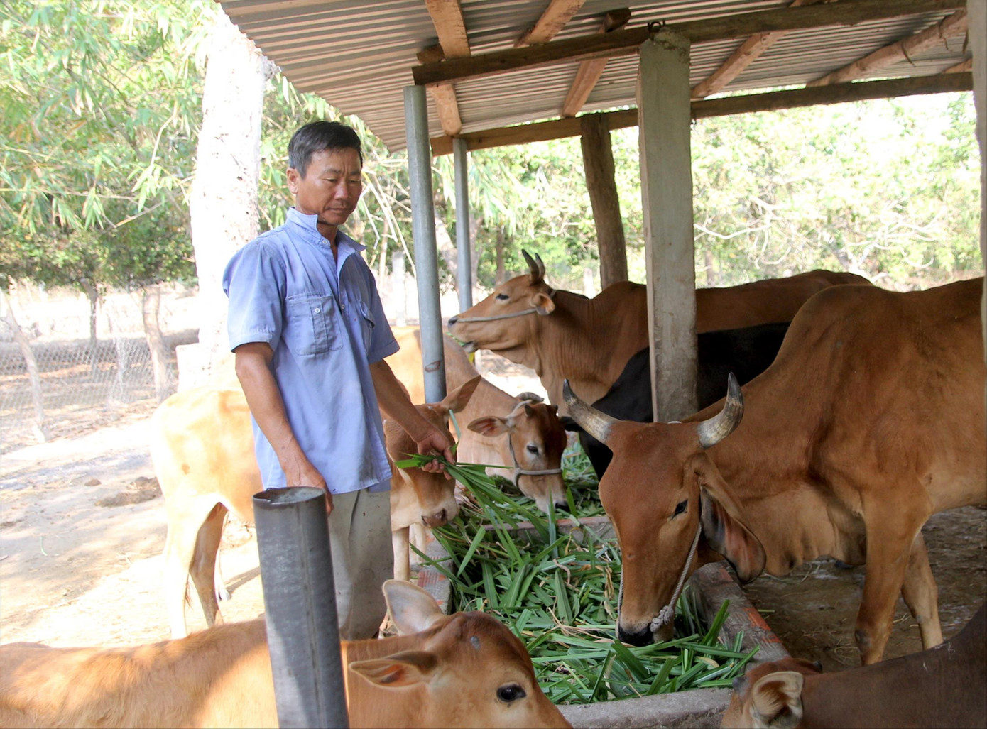 Ông Nay Bắc có cuộc sống khấm khá với trang trại rộng Ông Nay Bắc có cuộc sống khấm khá với trang trại rộng