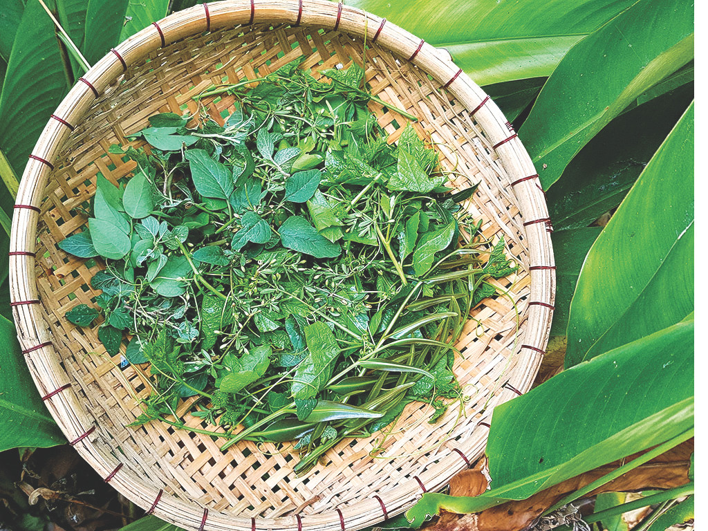 Mớ rau tập tàng giá 0 đồng ngày xưa, giờ thành đặc sản ở những nhà hàng lớn