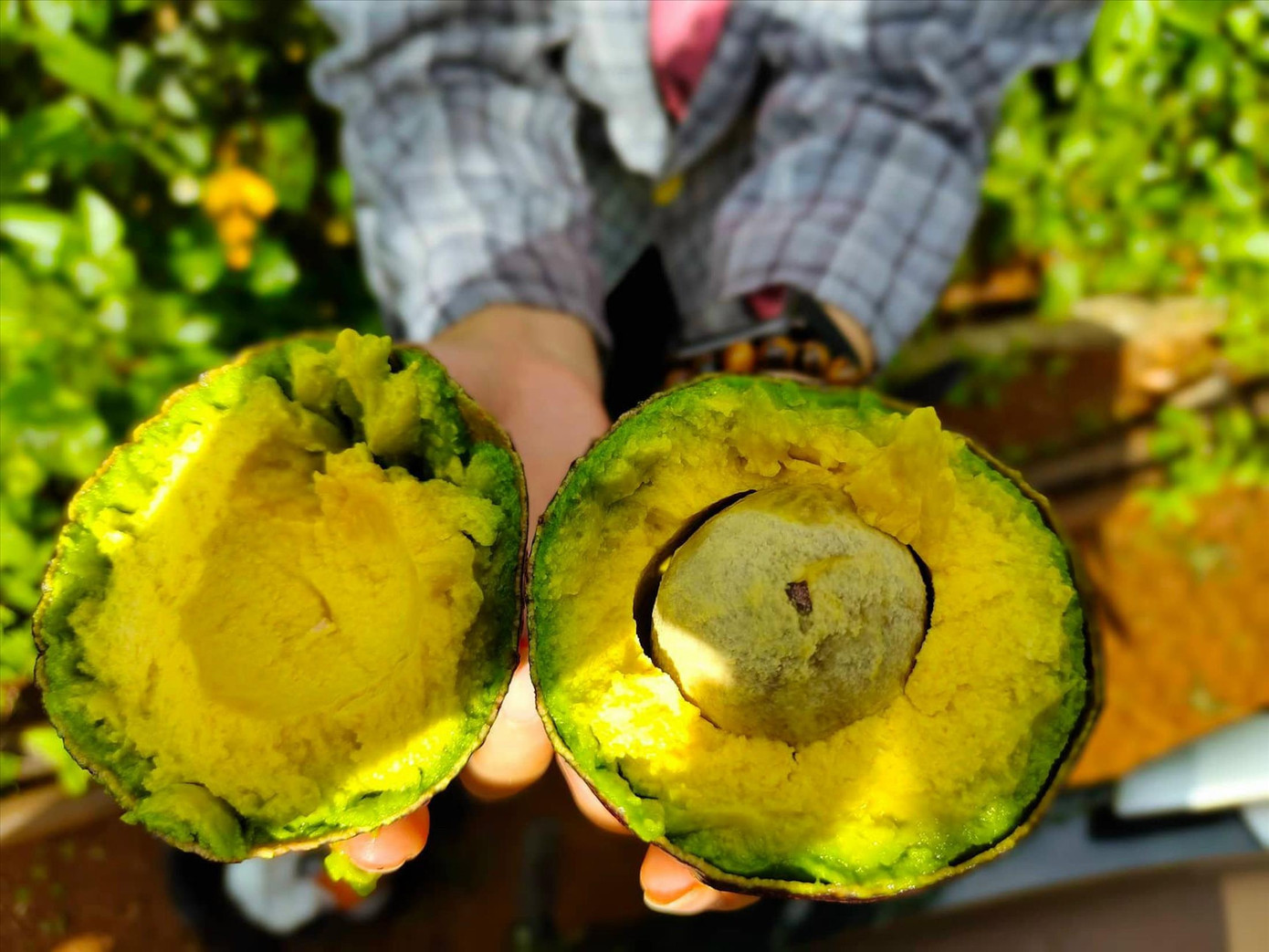 Nhiều hộ dân chủ yếu trồng bơ booth vì thời gian chín lâu, thích hợp cho việc bảo quản và vận chuyển đi xa Nhiều hộ dân chủ yếu trồng bơ booth vì thời gian chín lâu, thích hợp cho việc bảo quản và vận chuyển đi xa