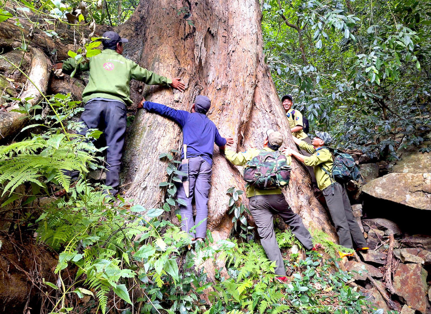 Một thân giáng hương hơn 6 người ôm