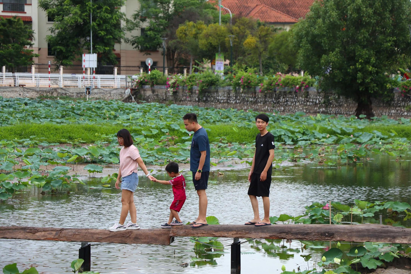 Mùa sen nở mở ra không gian cho du khách đến thưởng lãm. Mùa sen nở mở ra không gian cho du khách đến thưởng lãm.