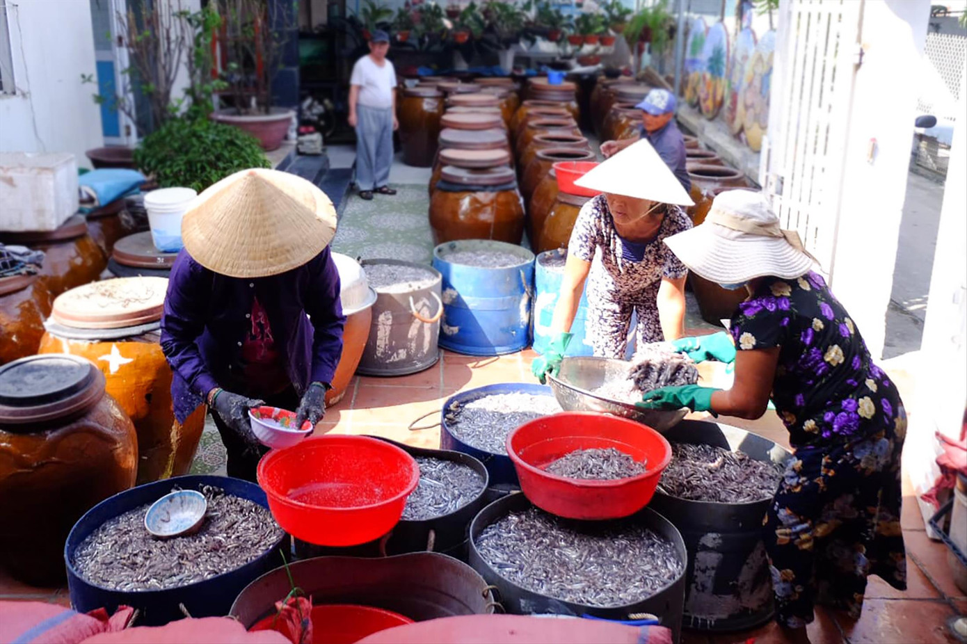 Nghề làm nước mắm Nam Ô Ảnh: Giang Thanh