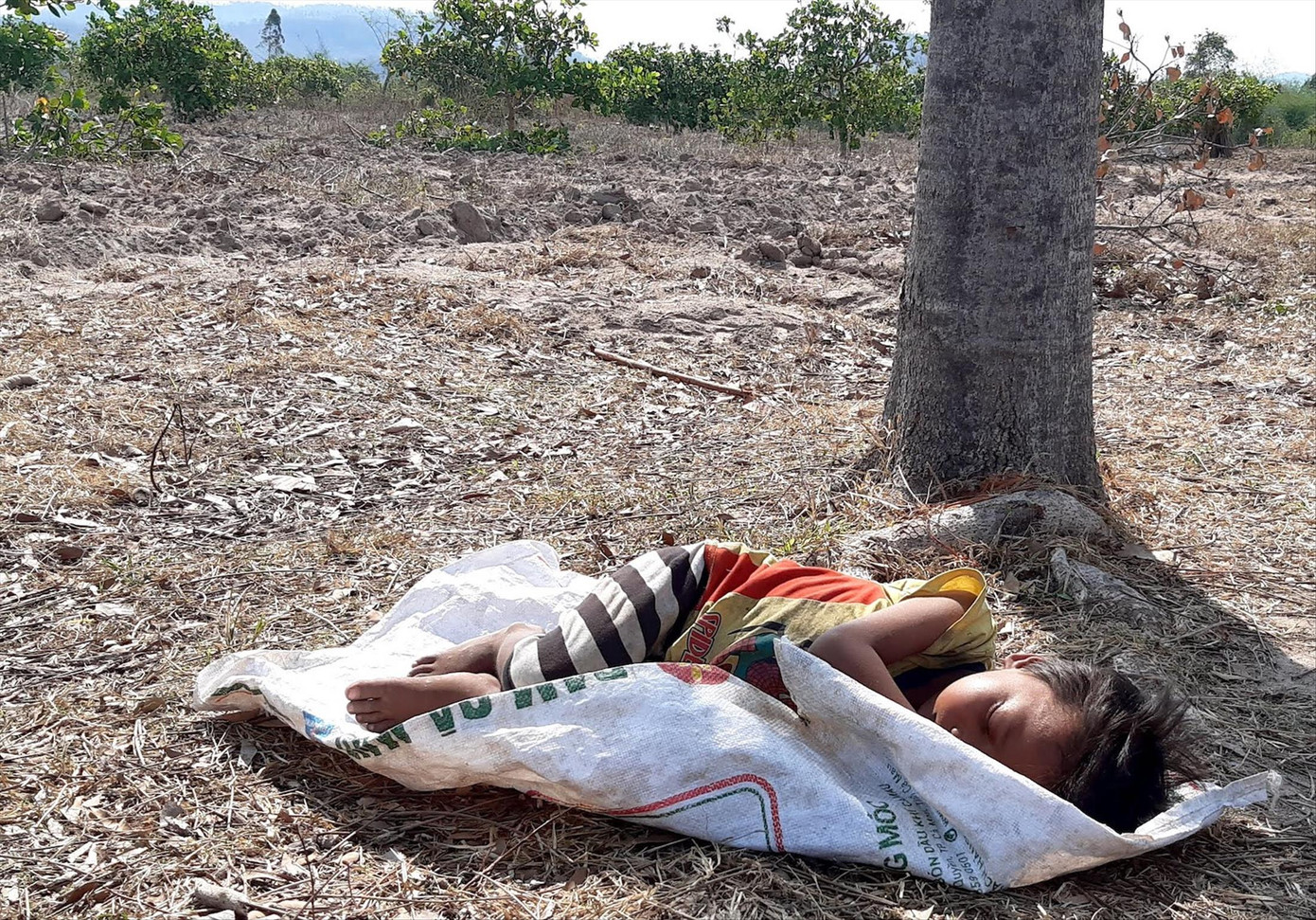 Các em nhỏ theo cha mẹ lên rẫy Các em nhỏ theo cha mẹ lên rẫy