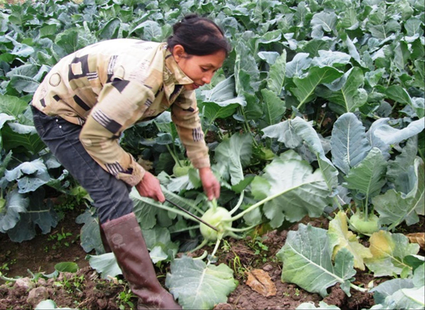 Người dân sản xuất nông nghiệp