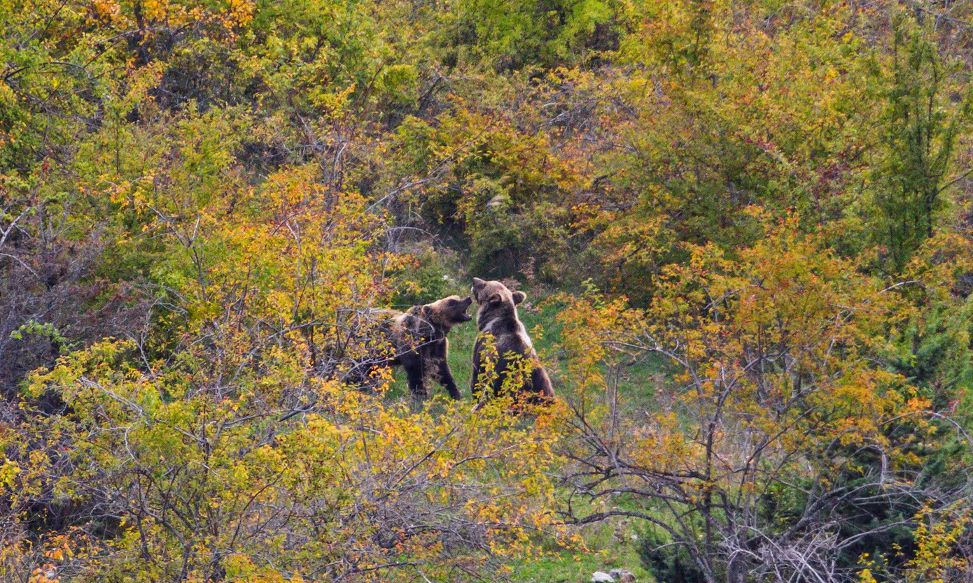 Gấu nâu Marsican chơi đùa ở vùng núi Apennines, Abruzzo. Gấu nâu Marsican chơi đùa ở vùng núi Apennines, Abruzzo.
