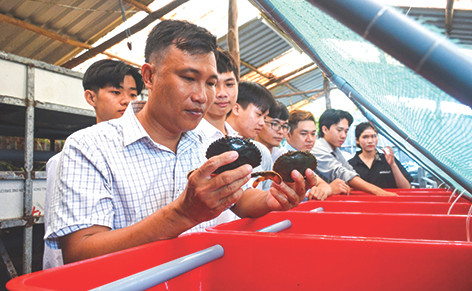 “Tiến sĩ cua” Nguyễn Việt Bắc đang đào tạo nhiều học viên, sinh viên về mô hình nuôi vỗ béo cua Cà Mau
