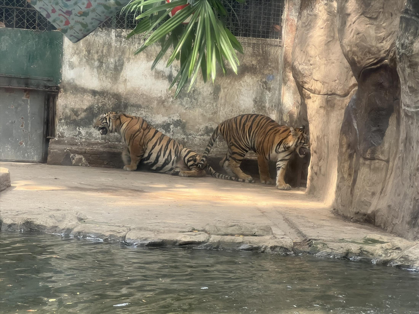 Hai bé hổ Bình và Dương có giấy khai sinh tại Thảo cầm viên. Ảnh: U.P