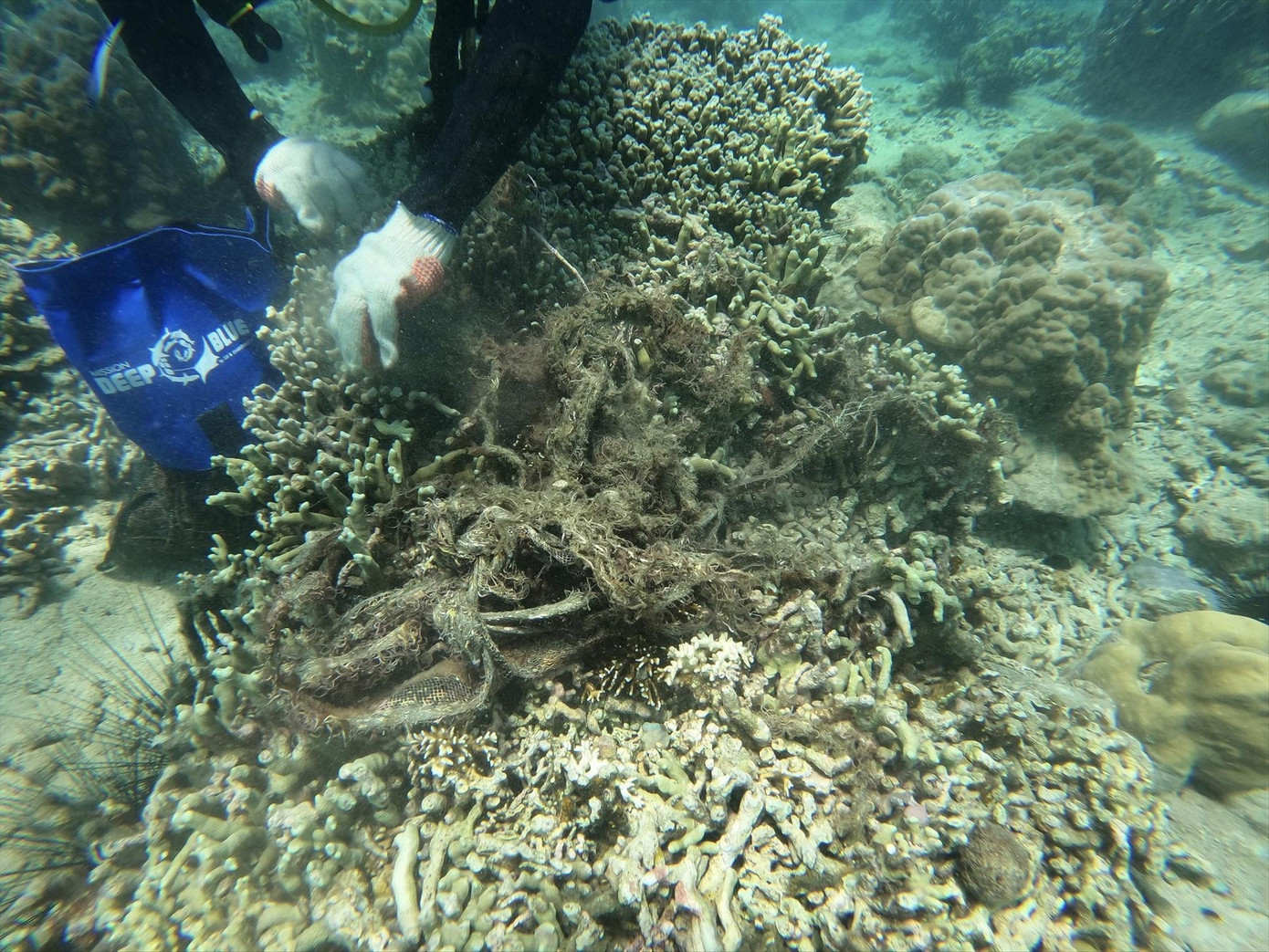 Hiện trạng suy giảm tại rạn san hô Hòn MunẢnh: Trần Ngọc Anh Hiện trạng suy giảm tại rạn san hô Hòn MunẢnh: Trần Ngọc Anh