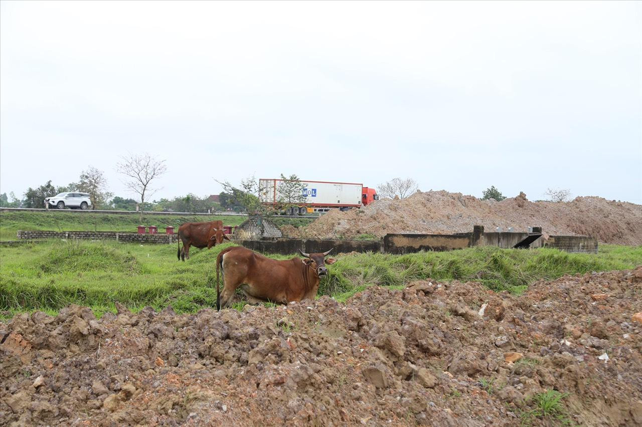 Công trường mặt bằng đoạn Diễn Châu - Bãi Vọt được bàn giao nhưng chưa thi công người dân lại trồng cây và thả bò - Ảnh: Thu Hiền