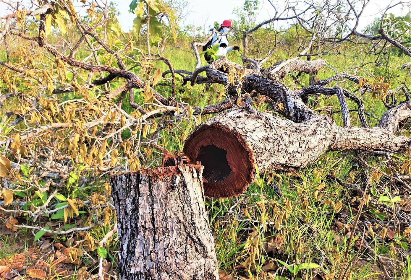 Một góc rừng bị phá Một góc rừng bị phá