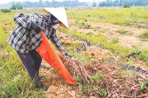 Nhân công thu hoạch sâm Thổ Hào