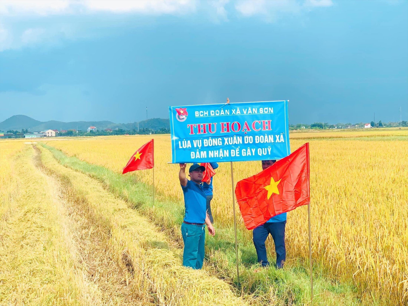 Cánh đồng lúa vàng ươm của tuổi trẻ xã Văn Sơn (huyện Đô Lương, Nghệ An) Cánh đồng lúa vàng ươm của tuổi trẻ xã Văn Sơn (huyện Đô Lương, Nghệ An)