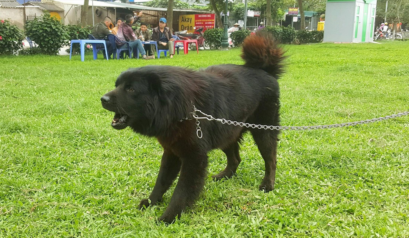 Xù - một trong những cá thể chó Bắc Hà ưng ý nhất mà anh Phạm Anh Cường đang sở hữu.