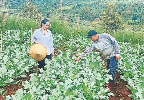 Vợ chồng Châu kiểm tra chất lượng vườn rau củ đến kỳ thu hoach Vợ chồng Châu kiểm tra chất lượng vườn rau củ đến kỳ thu hoach