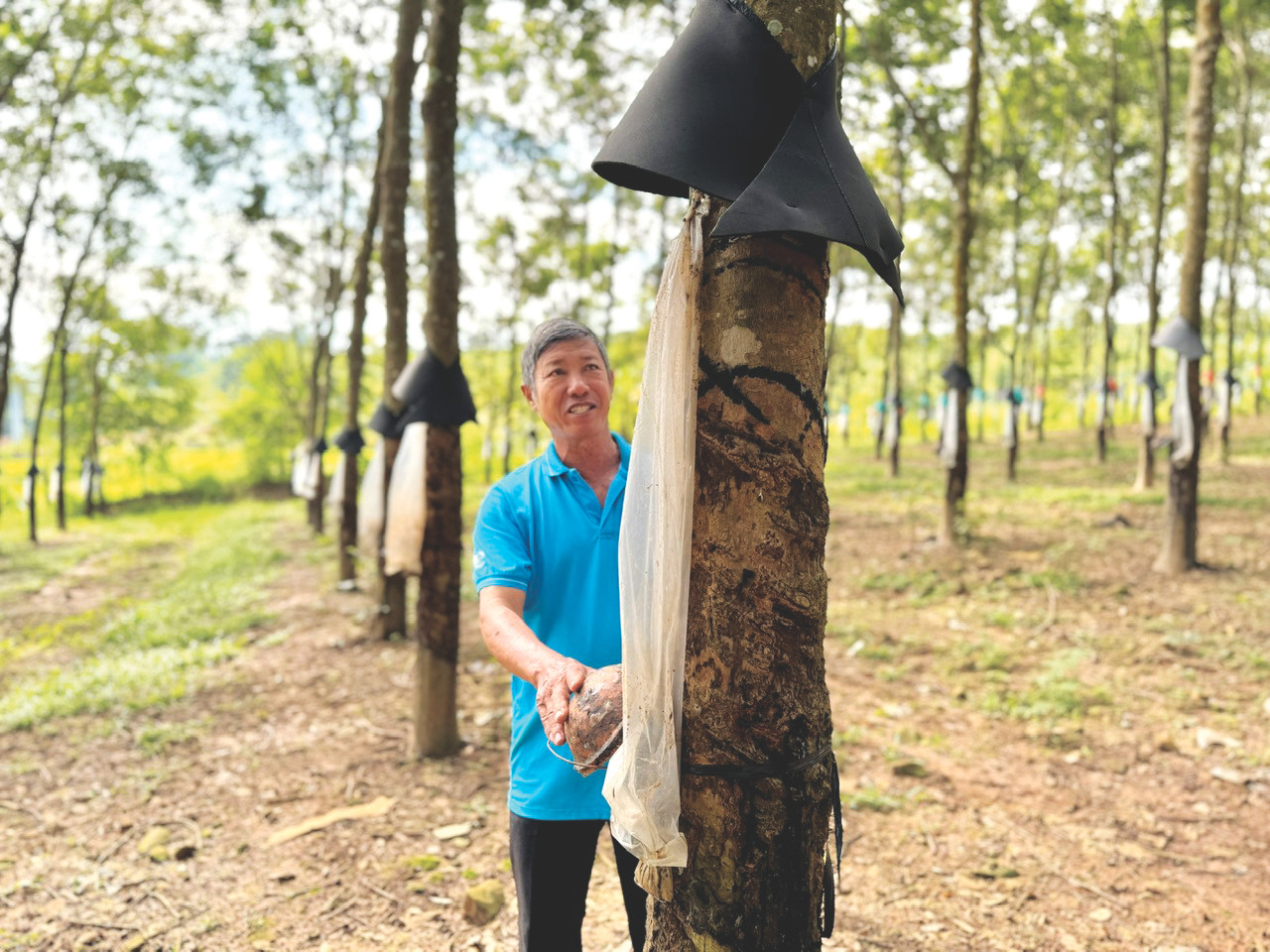 Với những thành công trong việc làm giàu từ cây cao su, ông Kiệt đã được công nhận là nông dân Việt Nam xuất sắc 2024