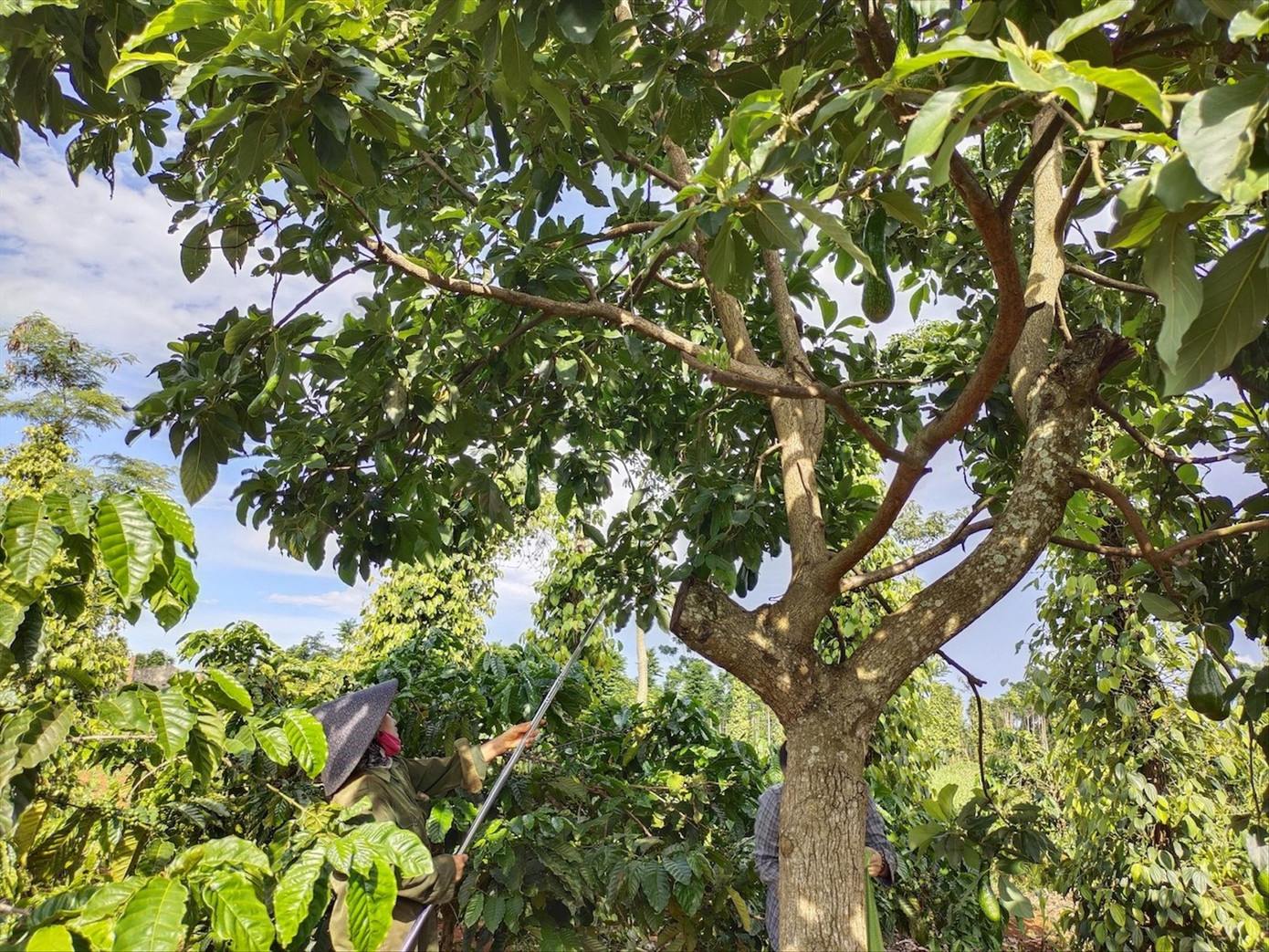 Cây bơ đã giúp giúp nhiều hộ gia đình có nguồn thu nhập ổn định. Cây bơ đã giúp giúp nhiều hộ gia đình có nguồn thu nhập ổn định.