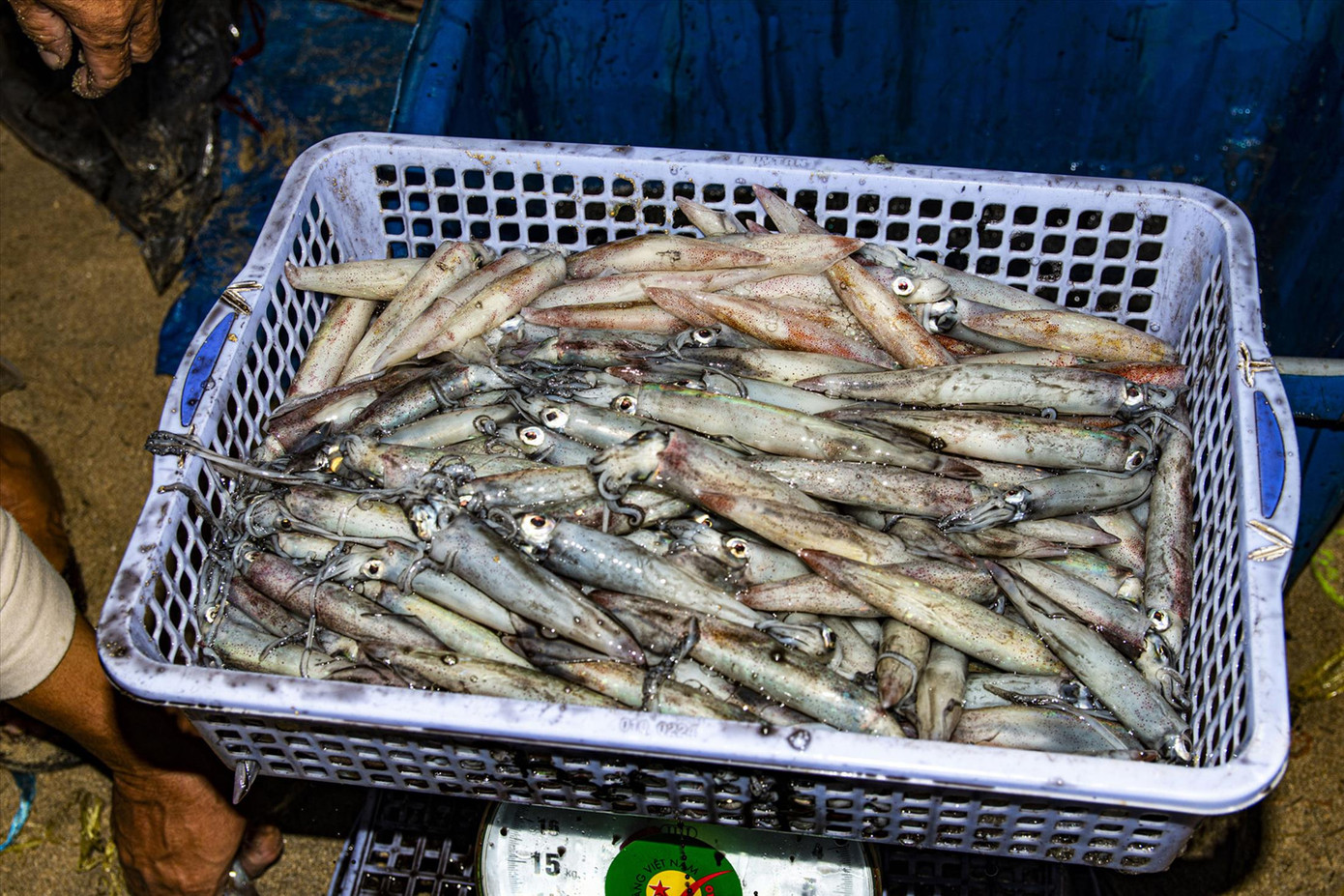 Mực ghim đặc sản ở đảo Phú Quý có hương vị rất thơm ngon. Ảnh: Văn Chương