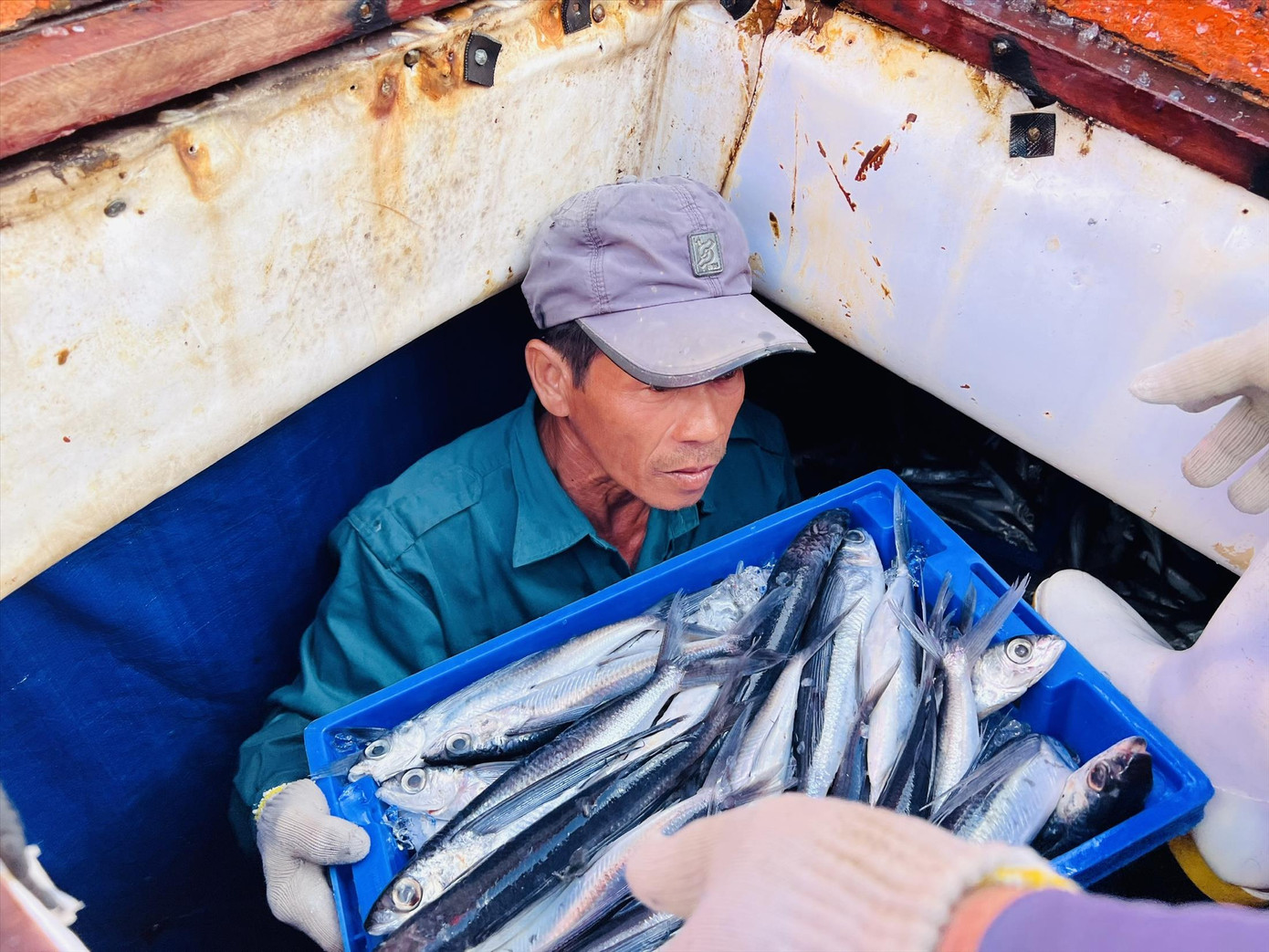 Các thuyền viên phấn khởi chuyển cá từ tàu lên bờ. Ảnh: NN