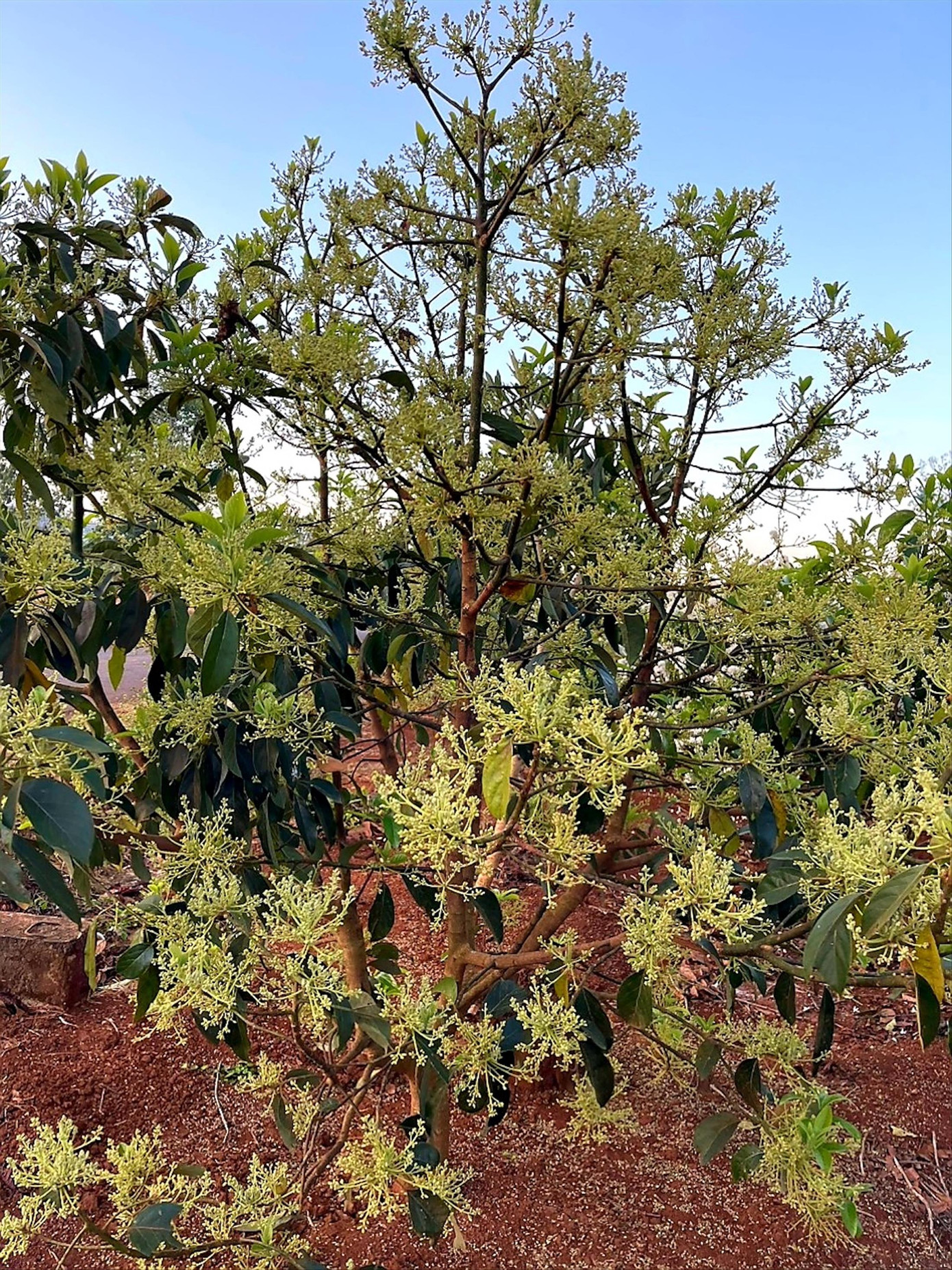 Hoa bơ nhỏ, nở thành từng chùm chi chít, phô diễn sắc đẹp của mình trong nắng. Hoa bơ nhỏ, nở thành từng chùm chi chít, phô diễn sắc đẹp của mình trong nắng.