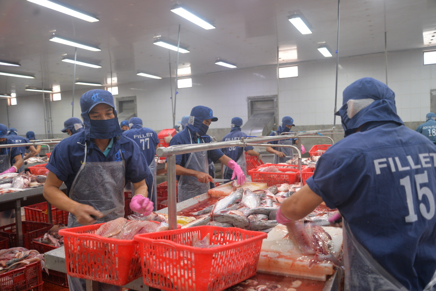 Vấn đề thẻ vàng IUU đang ảnh hưởng không tốt đến ngành khai thác, chế biến và xuất khẩu thủy sản của Việt Nam (Ảnh: Cảnh Kỳ). Vấn đề thẻ vàng IUU đang ảnh hưởng không tốt đến ngành khai thác, chế biến và xuất khẩu thủy sản của Việt Nam (Ảnh: Cảnh Kỳ).