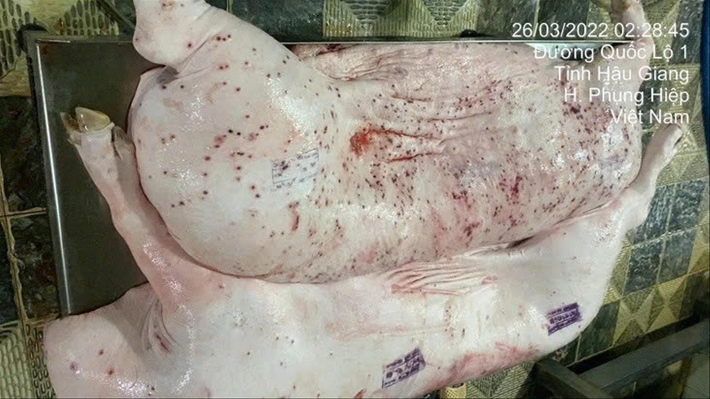 Hình ảnh thịt lợn của C.P bị tố giác không đảm bảo chất lượng