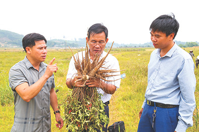 Lãnh đạo xã Thanh Hà kiểm tra, đánh giá hiệu quả sâm Thổ Hào