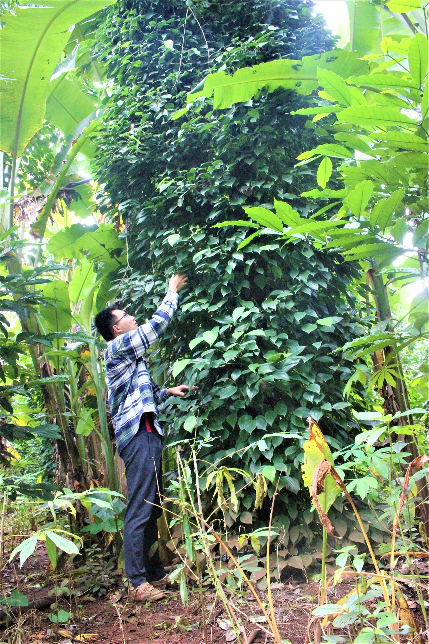 Anh Công bên khu vườn hóa rừng