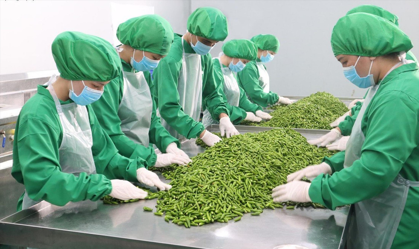 Cty CP Dh Foods do ông Nguyễn Trung Dũng (kiều bào Ba Lan) đầu tư tại TPHCM. Ảnh: U.P Cty CP Dh Foods do ông Nguyễn Trung Dũng (kiều bào Ba Lan) đầu tư tại TPHCM. Ảnh: U.P