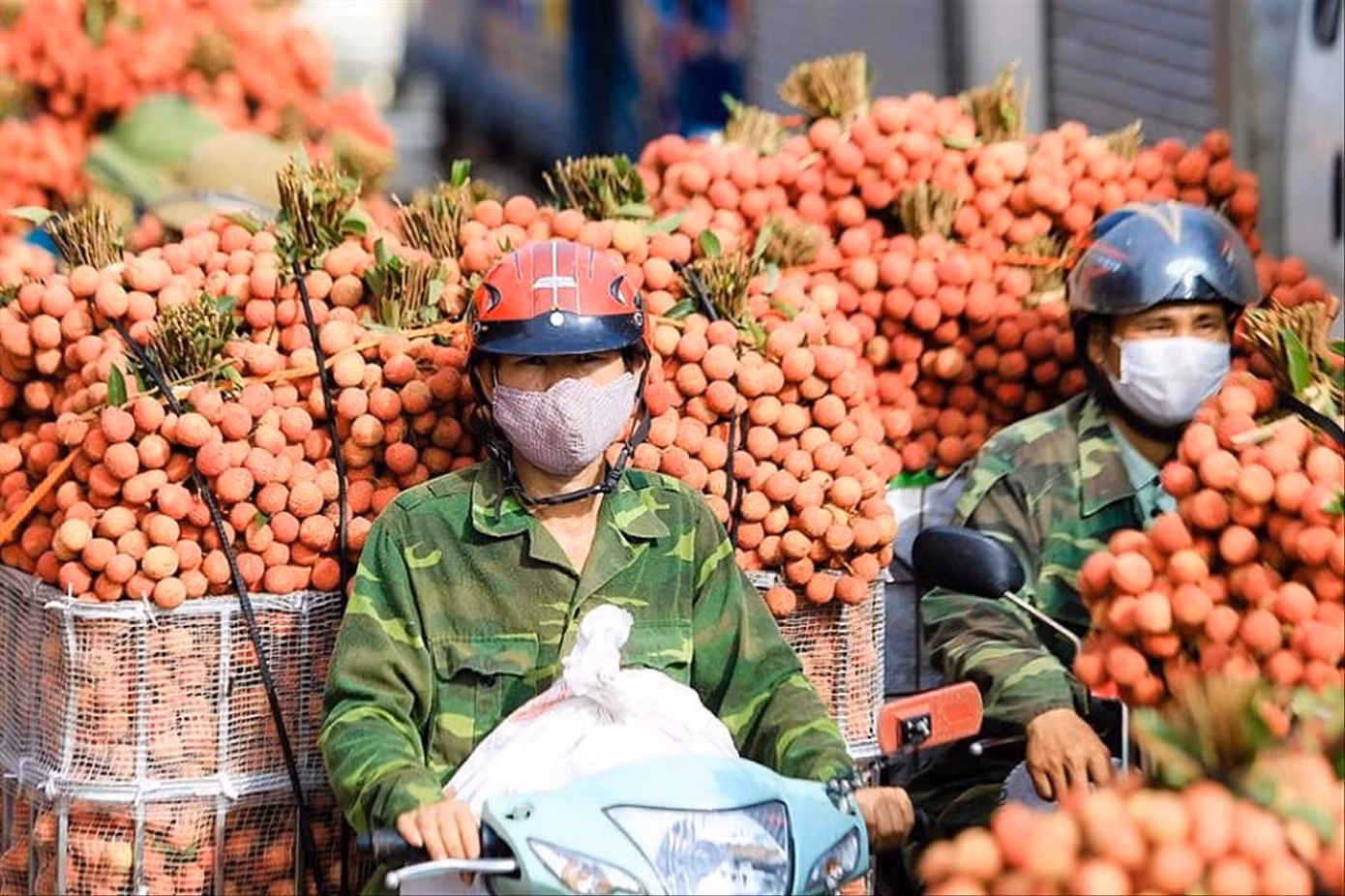 Quả vải là loại nông sản có tiềm năng xuất khẩu lớn đang vào vụ thu hoạch Quả vải là loại nông sản có tiềm năng xuất khẩu lớn đang vào vụ thu hoạch