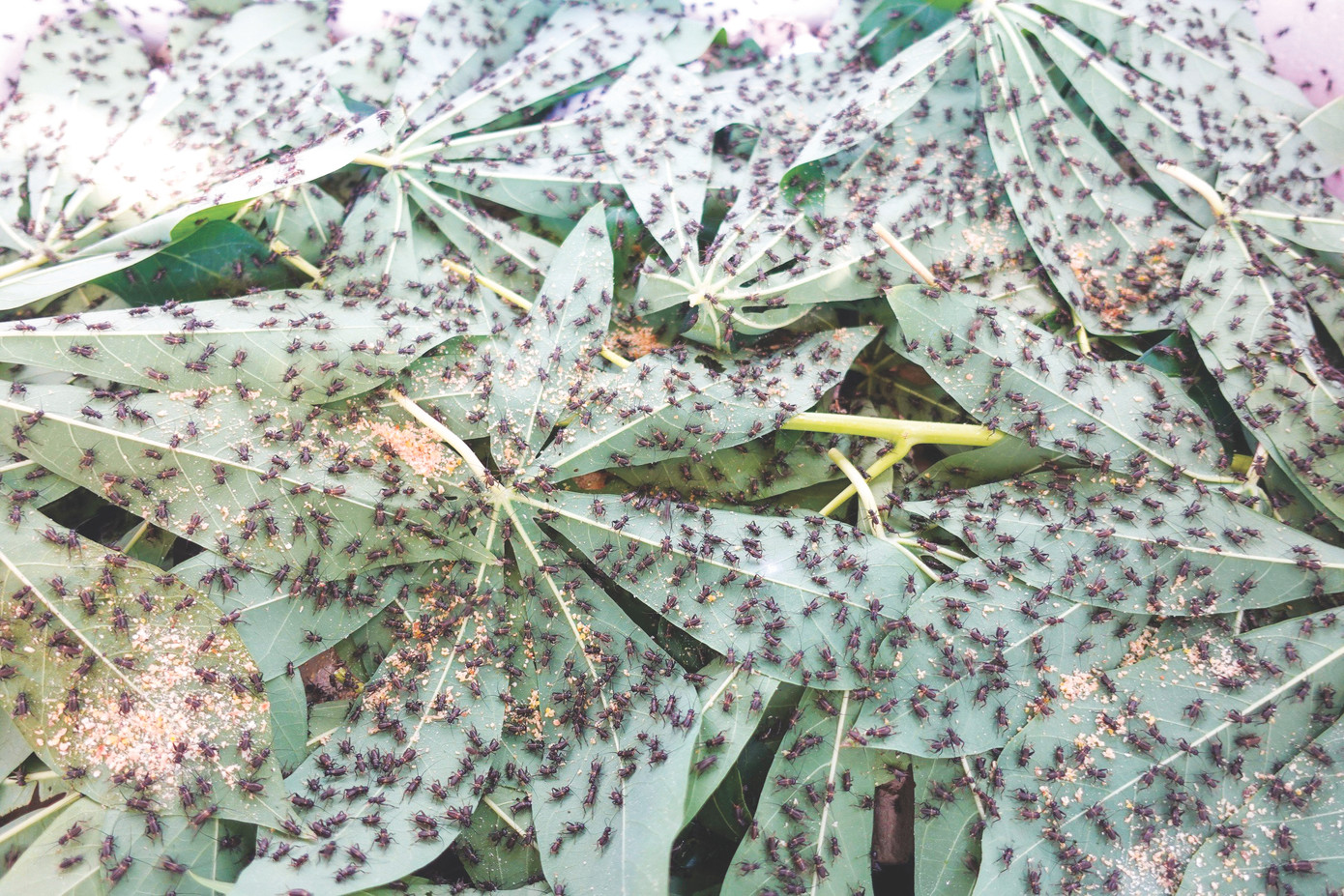 Hiện công ty anh Luân có 25 trại nuôi dế liên kết với các hộ dân các tỉnh