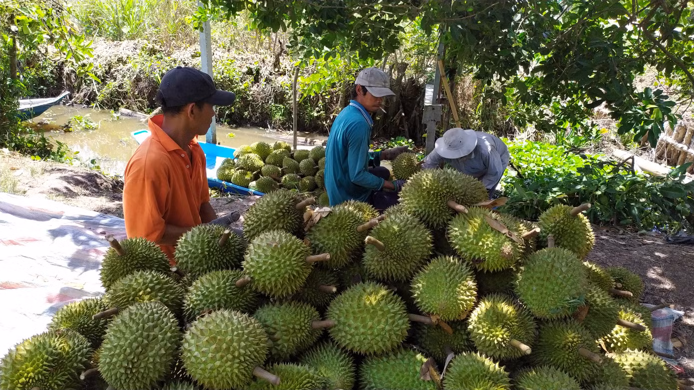 Loại nông sản xuất khẩu mang lại tỷ USD vẫn chưa nằm trong tầm ngắm của doanh nghiệp bảo hiểm. Ảnh: Cảnh Kỳ