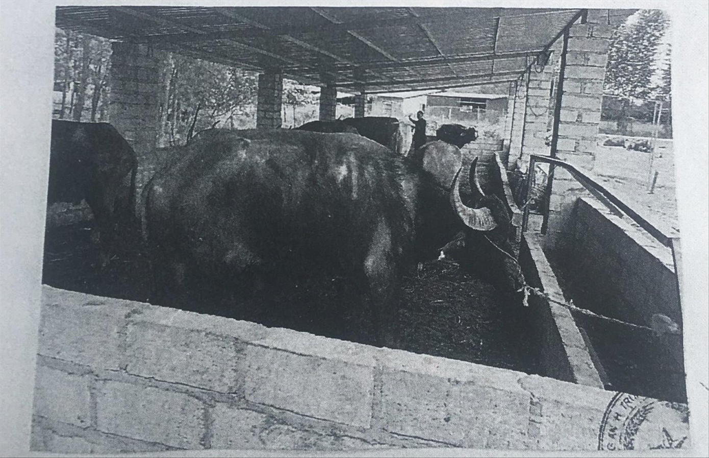 Một trong số những bức ảnh đàn trâu - tang vật vụ án