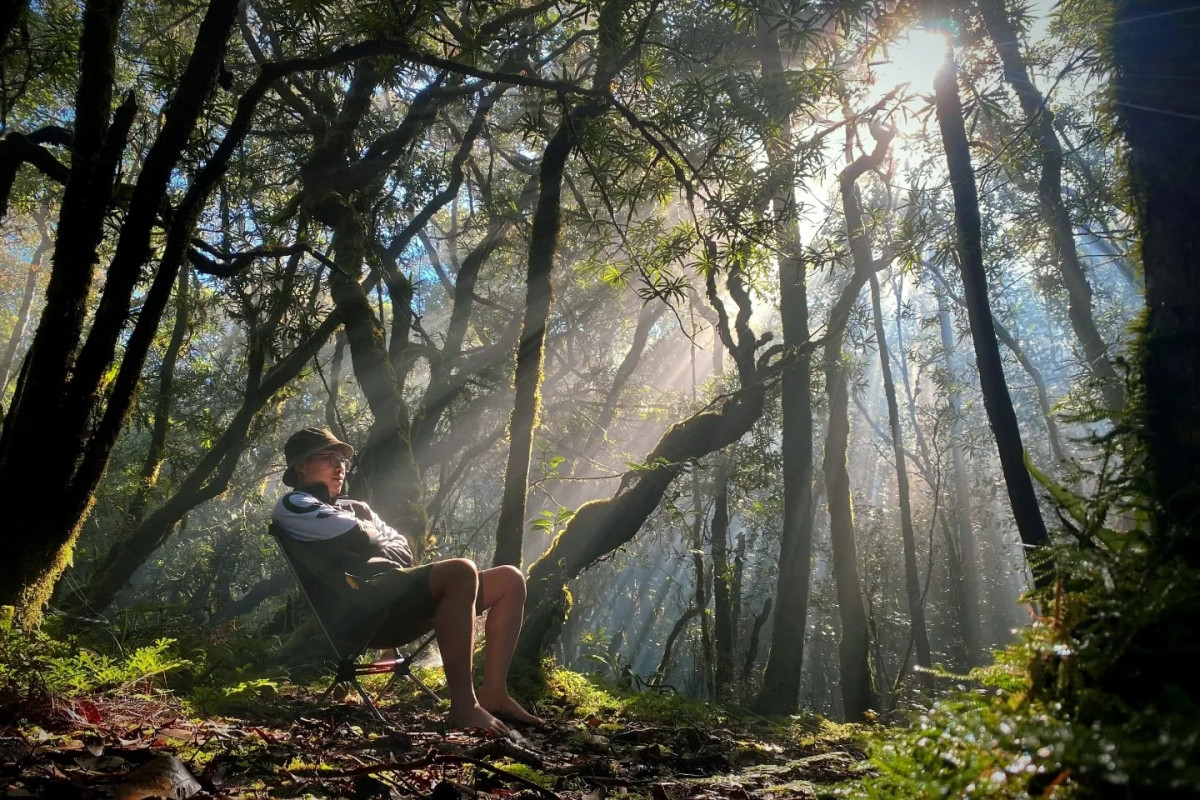 Tắm rừng được nhiều người làm nghệ thuật lựa chọn vì nó có khả năng kích thích các ý tưởng sáng tạo