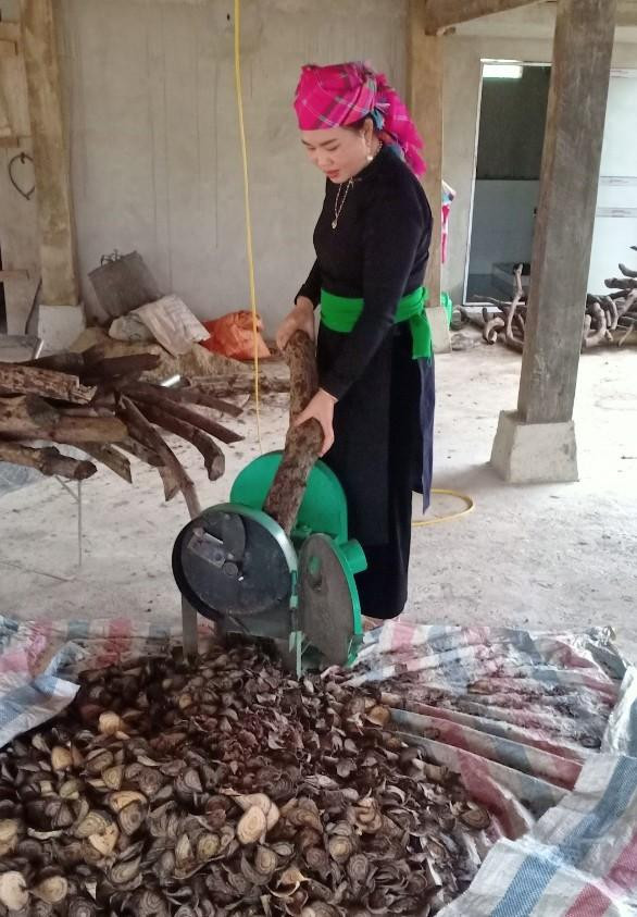 Chị Trang đang thái lát cây Gắm