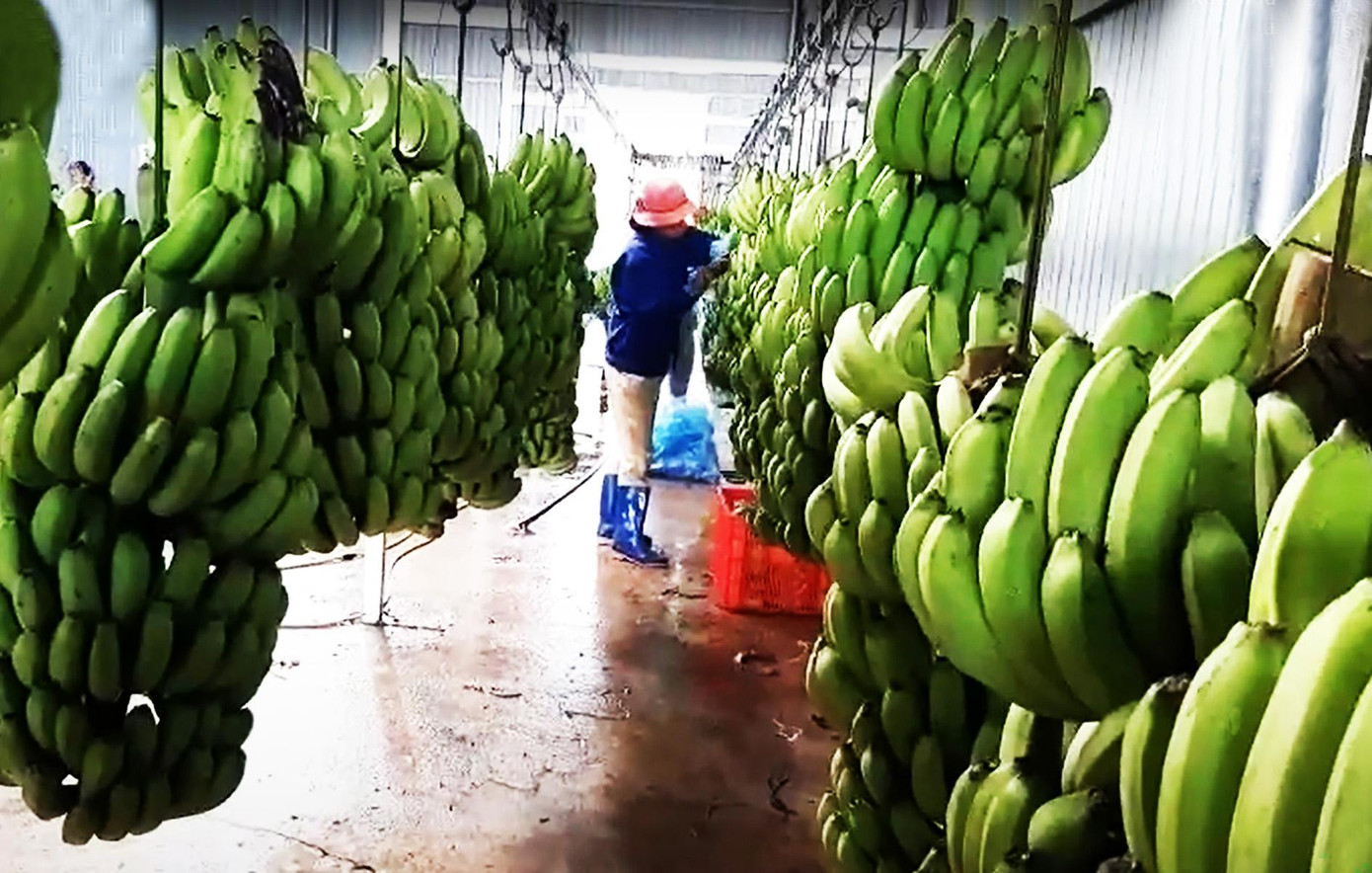 Sơ chế chuối trước khi đóng gói