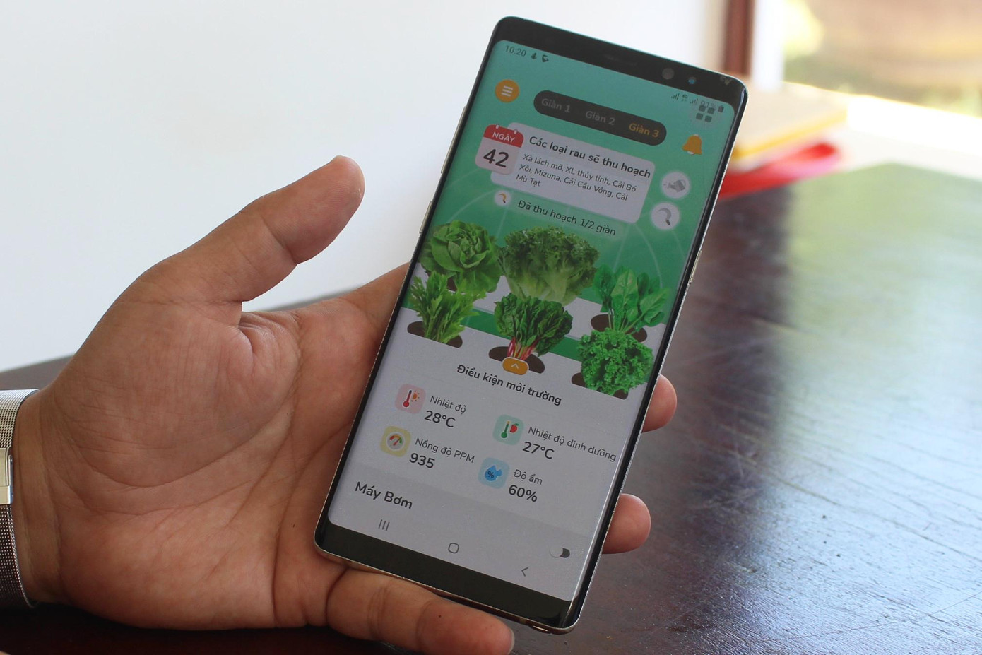 Thông qua ứng dụng Afarm, khách hàng cũng dễ dàng theo dõi quá trình sinh trưởng của các loại rau. Ảnh: Giang Thanh